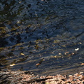 19-10-10 Gaspésie 0045 GA2 7414