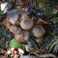19-10-10 Gaspésie 0070 GA2 7426
