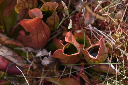 19-10-01 Cabottrail 0488 GA2 2765